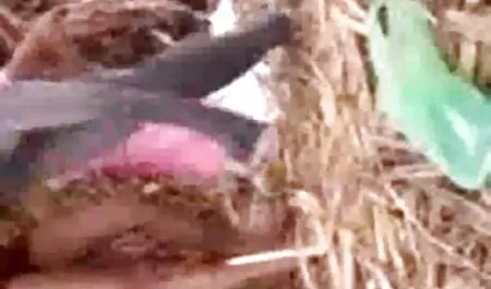 काली प्रेमिका blowjob करती है सेक्स करते हुए हिंदी मूवी