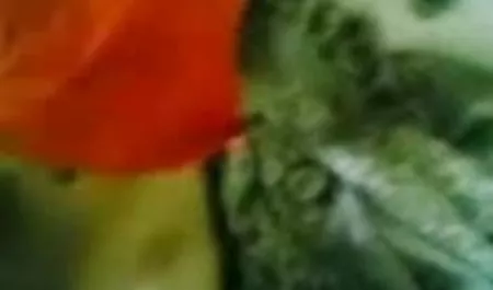 आकर्षक मोनरो ने चूत को सेक्सी मूवी फुल हड हिंदी मे सहलाया