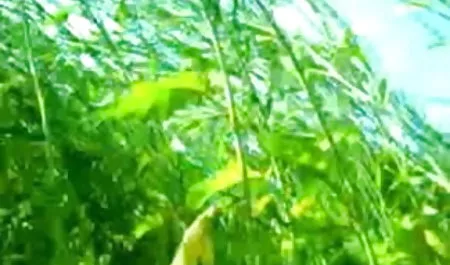 गुदा हिंदी मूवी सेक्सी मूवी मैथुन का पहला अनुभव